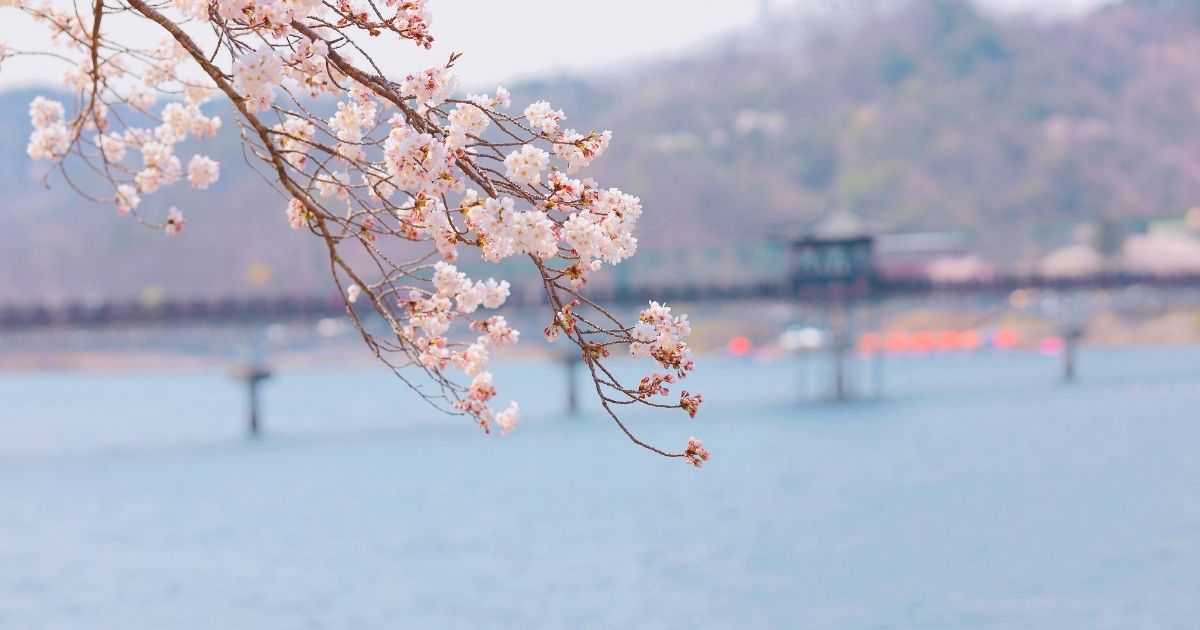 パシフィコ横浜周辺で子連れランチにおすすめの店|移動しやすく休憩もしやすい選び方までわかる!